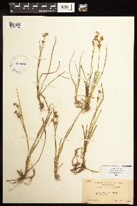 Juncus covillei image
