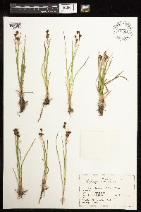 Juncus covillei image