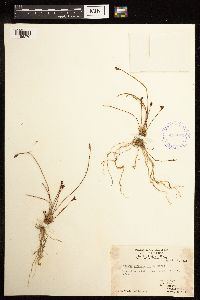 Juncus drummondii image
