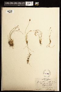 Juncus drummondii image