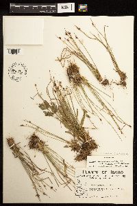 Juncus drummondii image