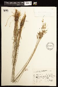 Juncus dudleyi image