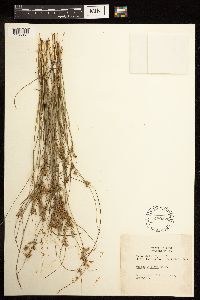 Juncus dudleyi image