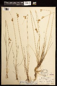 Juncus dudleyi image