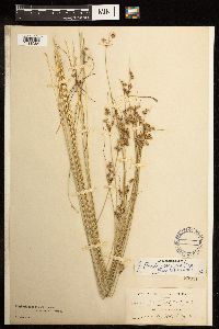 Juncus dudleyi image