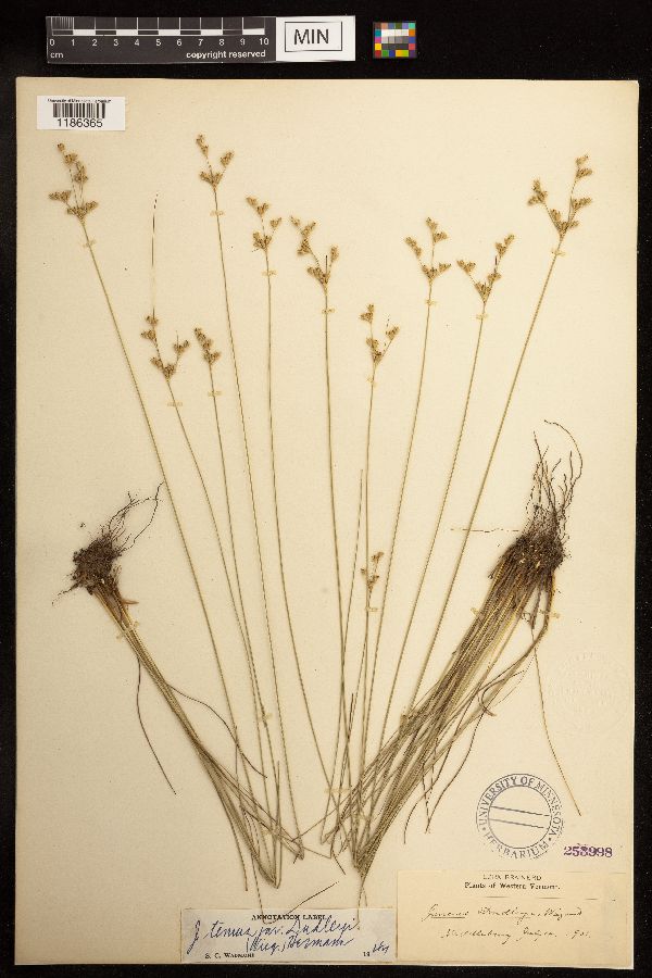 Juncus dudleyi image