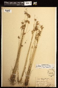 Juncus dudleyi image