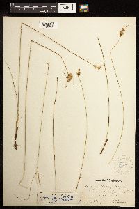 Juncus dudleyi image