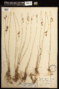 Juncus dudleyi image