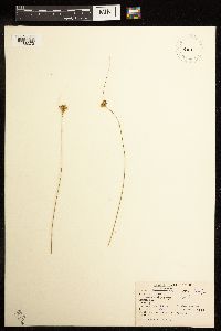 Juncus dudleyi image