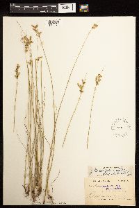 Juncus dudleyi image