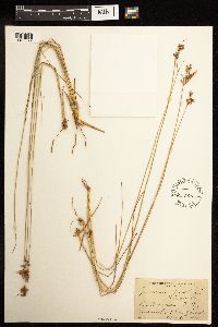 Juncus dudleyi image