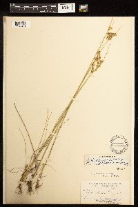 Juncus dudleyi image