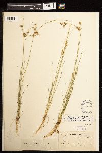Juncus dudleyi image