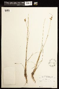 Juncus dudleyi image