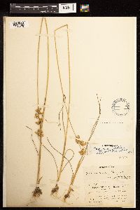 Juncus dudleyi image