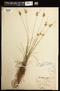 Juncus dudleyi image