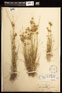 Juncus dudleyi image