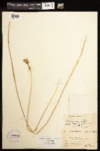 Juncus dudleyi image