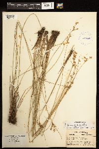 Juncus dudleyi image
