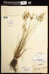 thumbnail image of current specimen