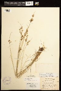 Juncus dudleyi image