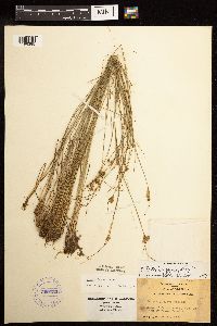 Juncus dudleyi image