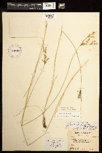 Juncus dudleyi image