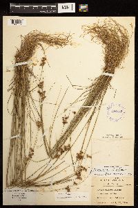 Juncus dudleyi image