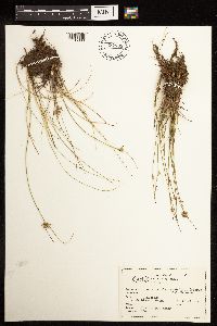 Juncus dudleyi image