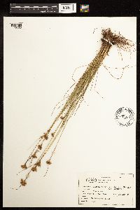 Juncus dudleyi image
