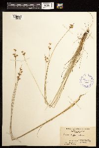 Juncus dudleyi image