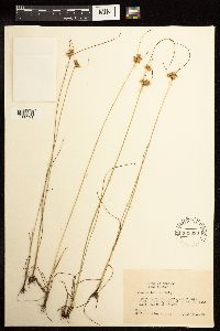 Juncus dudleyi image