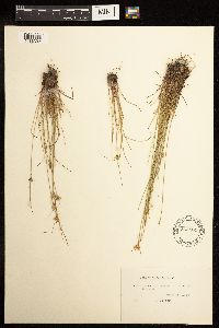 Juncus dudleyi image