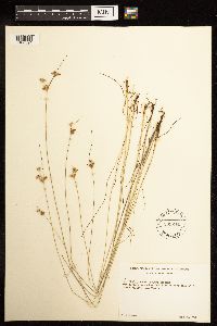 Juncus dudleyi image
