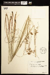 Juncus dudleyi image