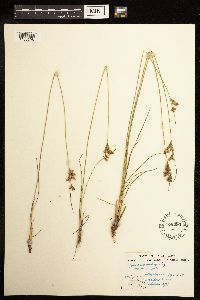 Juncus dudleyi image