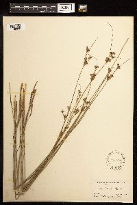Juncus dudleyi image
