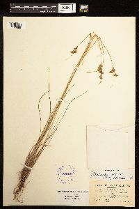 Juncus dudleyi image