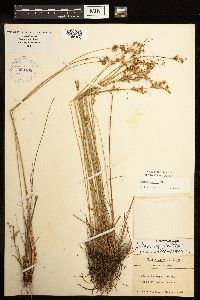 Juncus dudleyi image