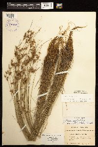 Juncus dudleyi image