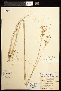 Juncus dudleyi image