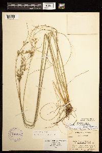 Juncus dudleyi image
