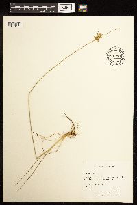 Juncus dudleyi image