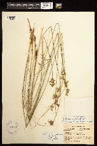 Juncus dudleyi image