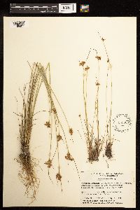 Juncus dudleyi image
