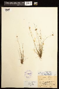 Juncus dudleyi image