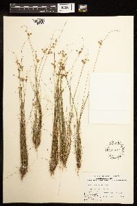 Juncus dudleyi image