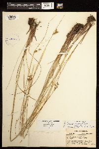 Juncus dudleyi image