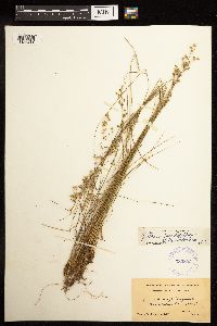 Juncus dudleyi image